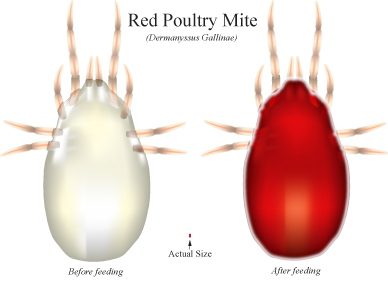 red-mite-illustration.jpg