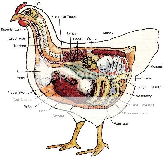 chicken_anatomy.jpg