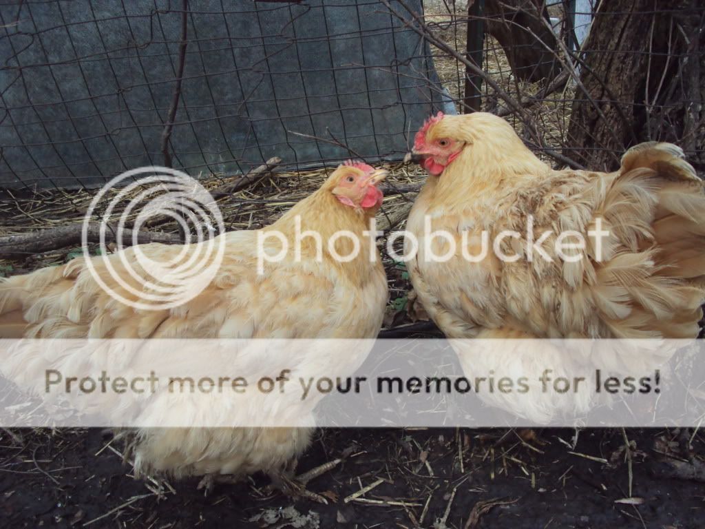 ChickPicks183.jpg