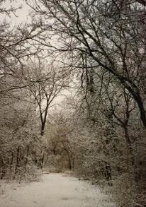 winter-path.jpg