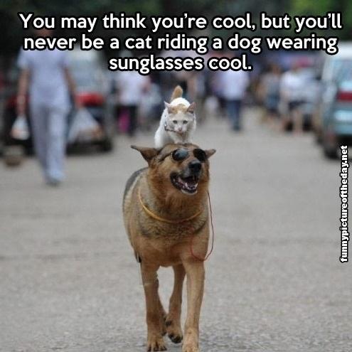 You-May-Think-You-Are-Cool-Funny-Meme-Cat-Riding-Dog-Wearing-Sunglasses-Animal-Humor.jpg