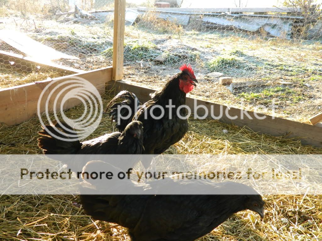 chickens588.jpg