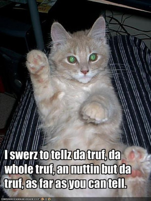 903261277-funny-pictures-cat-swears-to-sort-of-tell-the-truth.jpg