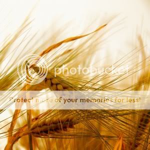 1232052_wheat.jpg