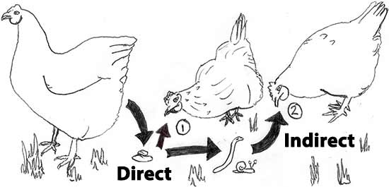 Direct-and-Indirect-Lifecycle.jpg