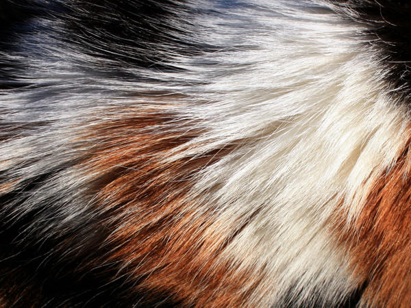 calico_fur_by_onesmallsquare.jpg
