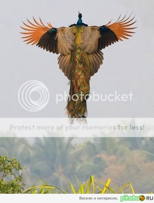 peacock-in-flight-16523-1318932040-1.jpg