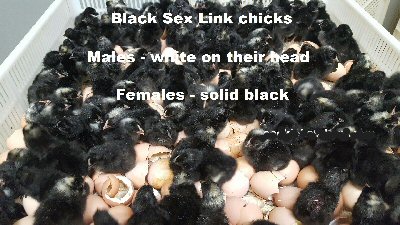 0_black_sex_links.jpeg