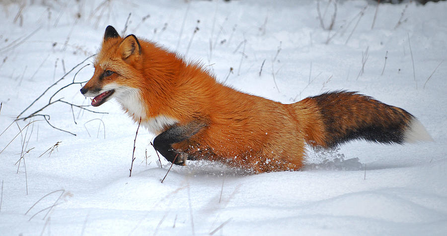 running-winter-red-fox-billy-hensler.jpg