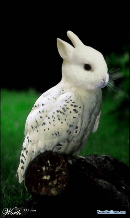 rabbit-bird.jpeg