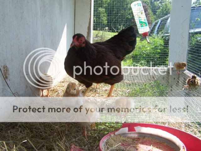 chicken033-1.jpg