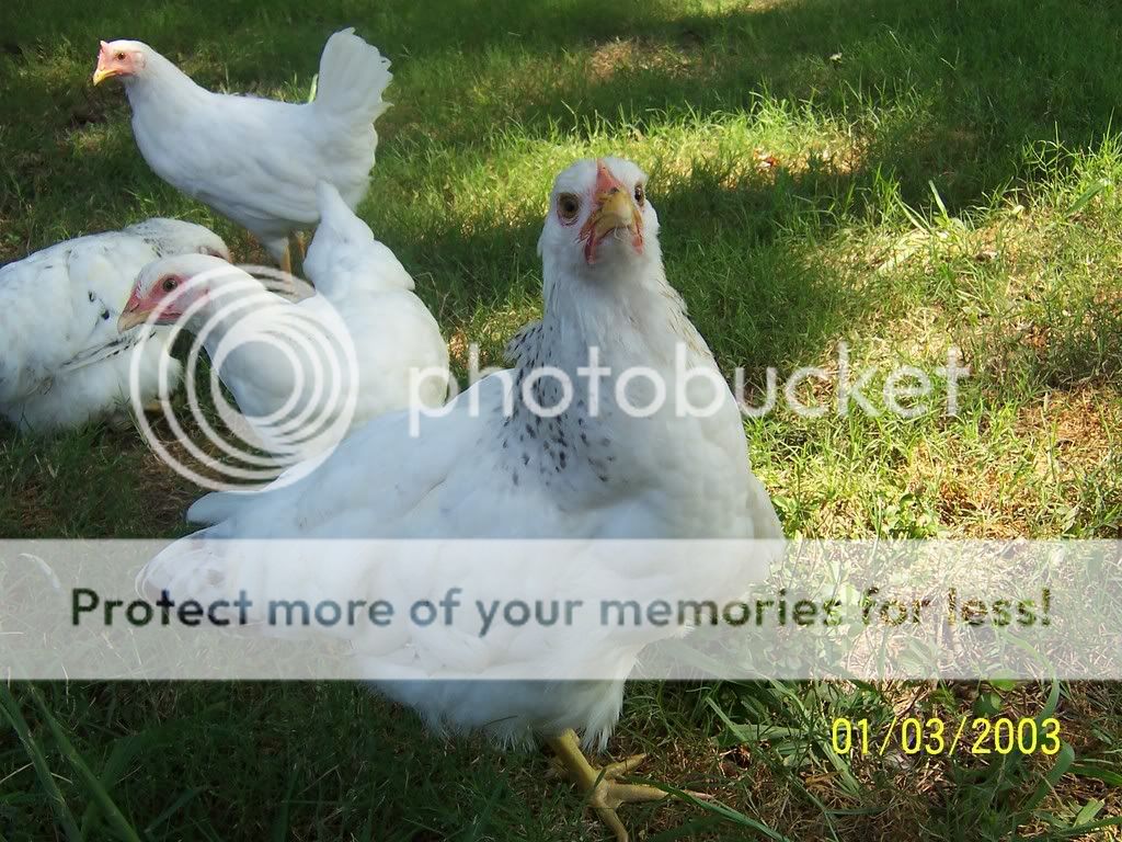 mychickens014.jpg