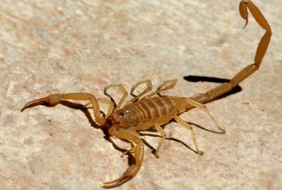 Arizona-Bark-Scorpion.jpg