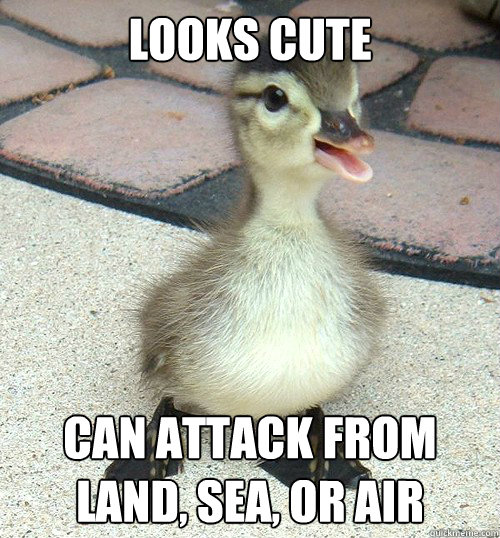 Looks-Cute-Can-Attack-From-Land-Sea-Or-Air-Funny-Duck-Meme-Picture.jpg