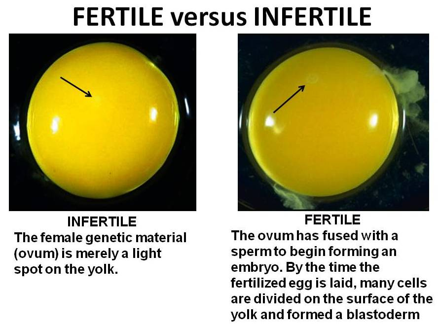 Fertile_vs_Infertile_egg.png