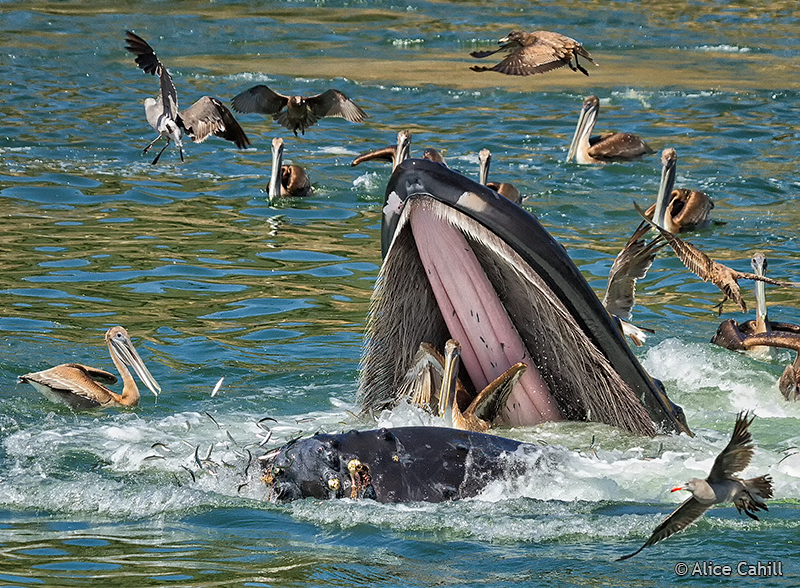 Whale+almost+eating+a+Pelican_web%C2%A9_20120820.jpg