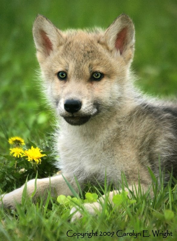 Wolf-Pup-Portrait-with-Flowers-793421%5B1%5D.jpg