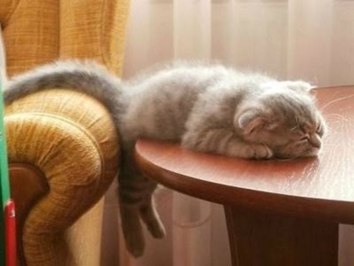 cat-sleeping-on-table-cute-cats-sleeping-photos.jpg