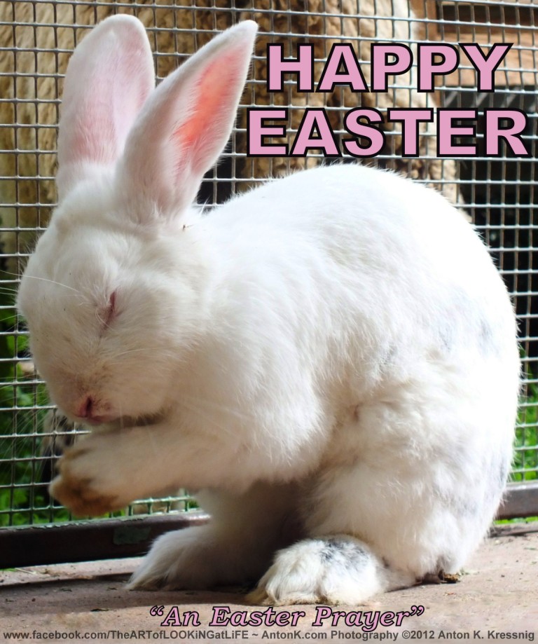 Happy-Easter-Prayer-cute-white-Bunny-Rabbit-praying-pray-funny-photo-meme-by-Anton-K.jpg