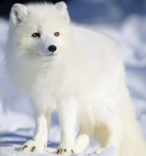arctic-fox1.jpg