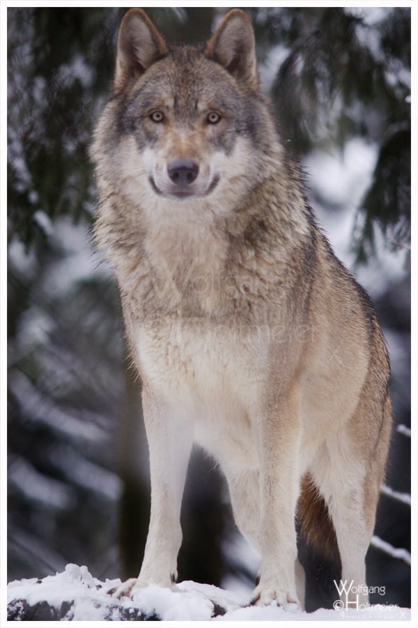 Grey_Wolf__white_Snow_by_W0LLE.jpg