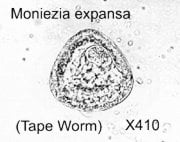 worms-12.jpg