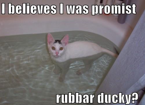 I-Was-Promised-A-Rubber-Duck.jpg