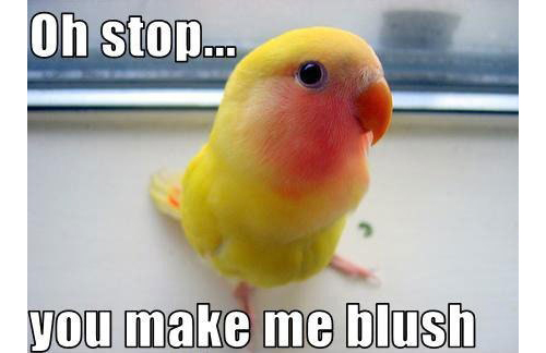 funny-bird-blushing-yellow2.jpg