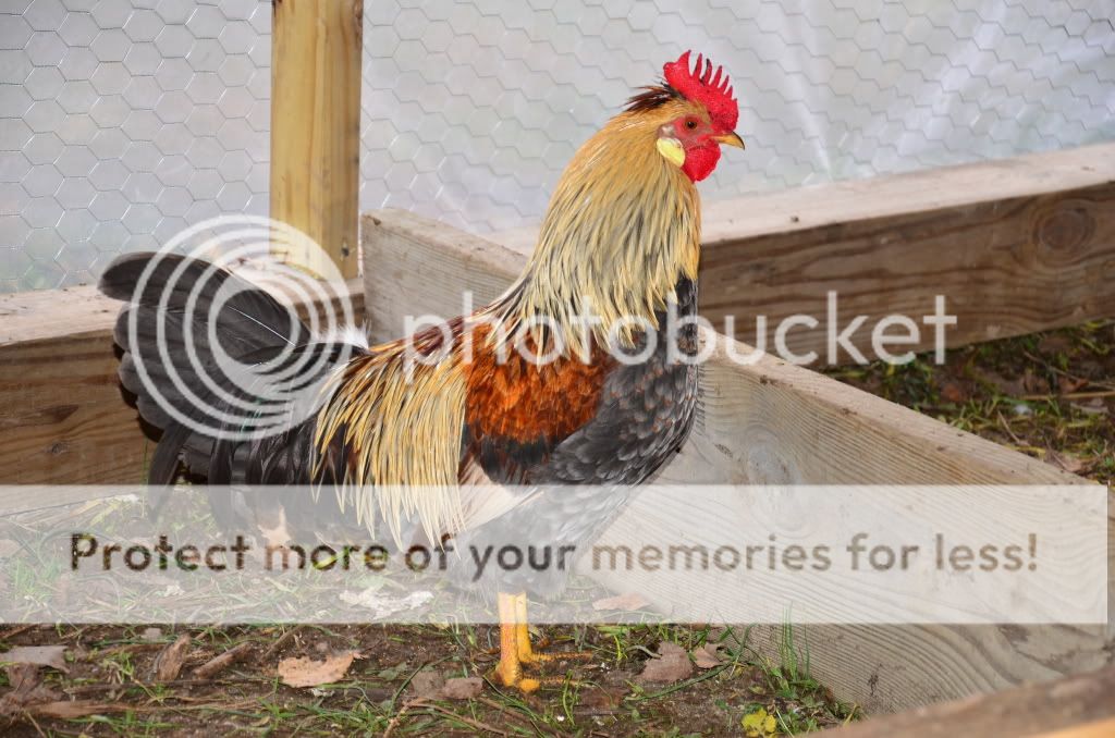 chickens3081.jpg