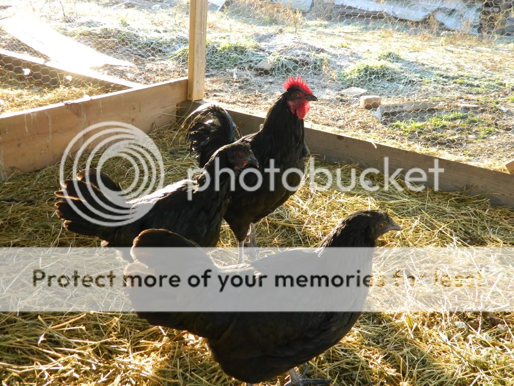 chickens587.jpg