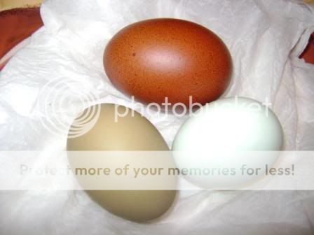 olive-egg.jpg