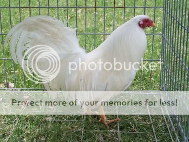 chicken024.jpg