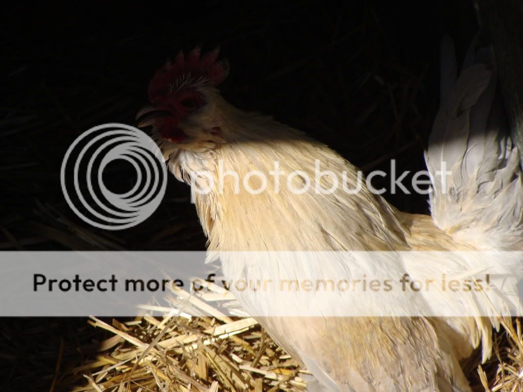 ChickPicks248.jpg