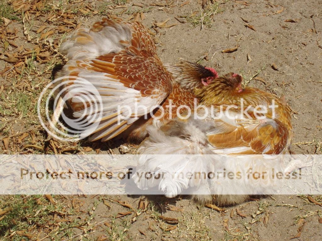 chickens222.jpg