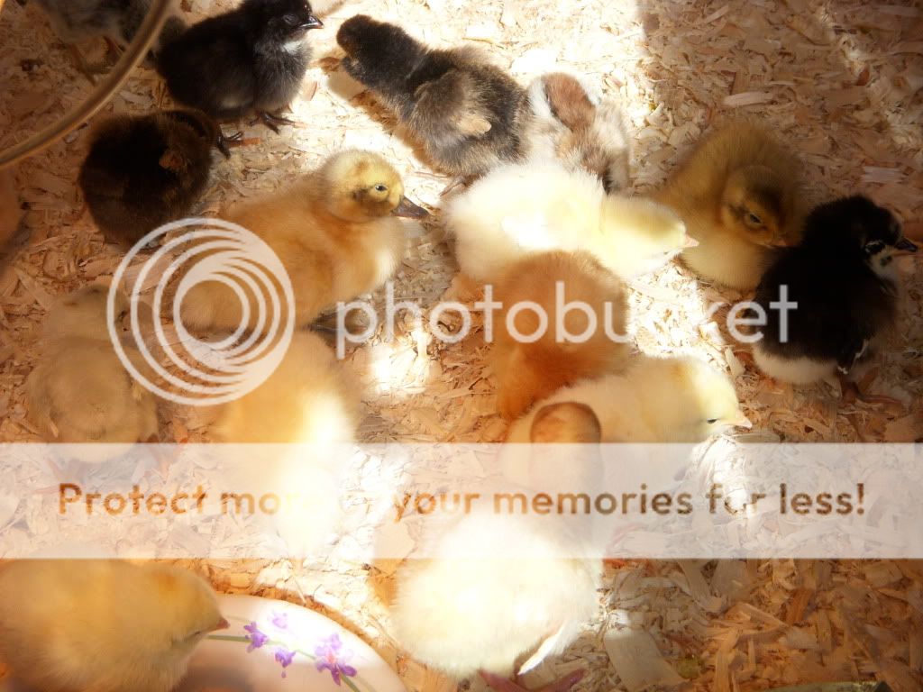 chicks050.jpg