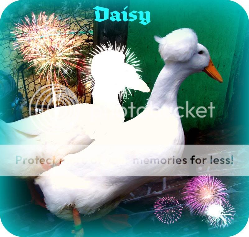 Daisy002.jpg