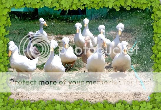 ducks03.jpg