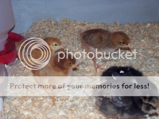 chicks011.jpg