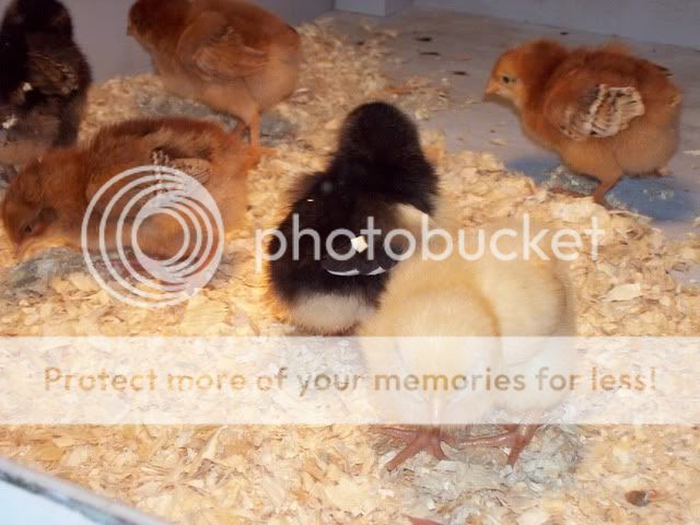 chicks012.jpg