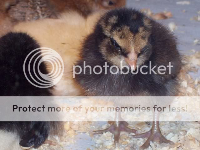 chicks015.jpg