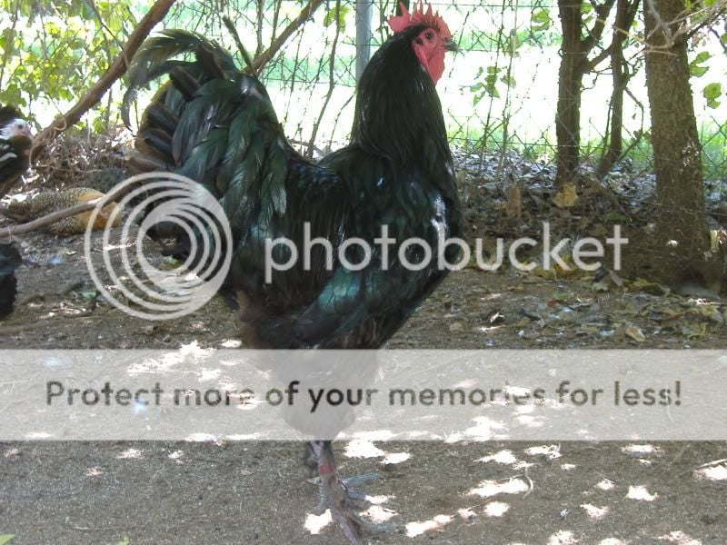 PoultryShows047.jpg