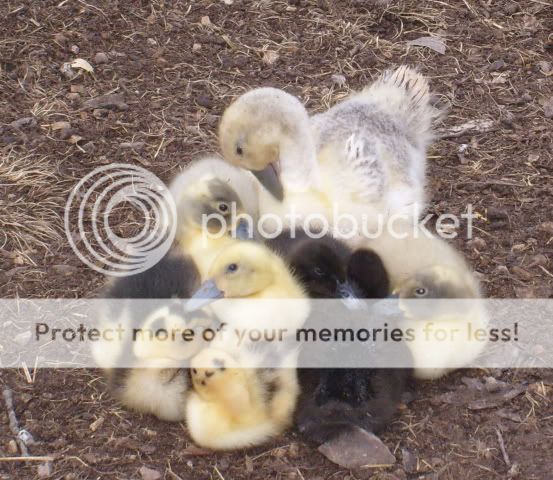 duckquestions001-1.jpg