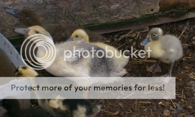 duckquestions028.jpg