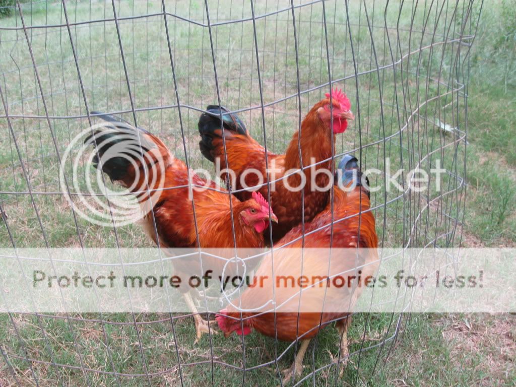 chickens7-11089.jpg