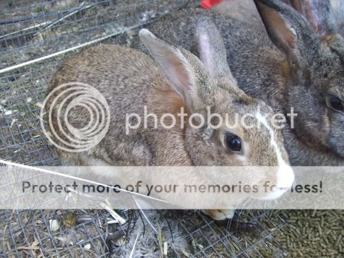 rabbitrabbitrabbit008.jpg