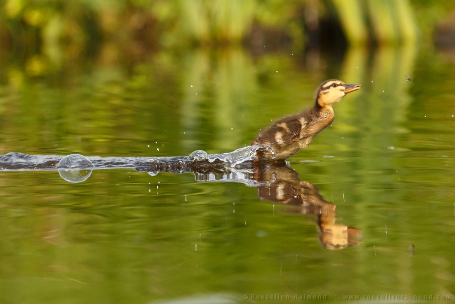 2014-08-28-young_duckling_insect.jpg
