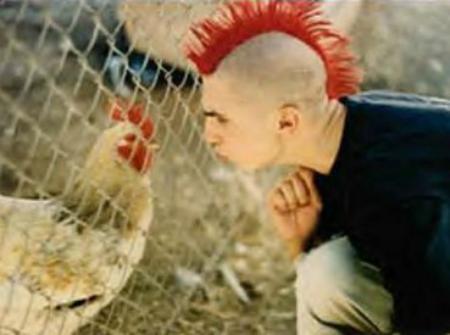 punk-Vs-chicken-funny-pictures-2574342-450-335.jpg