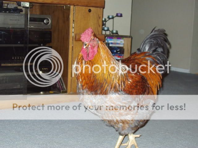 Chickens164.jpg