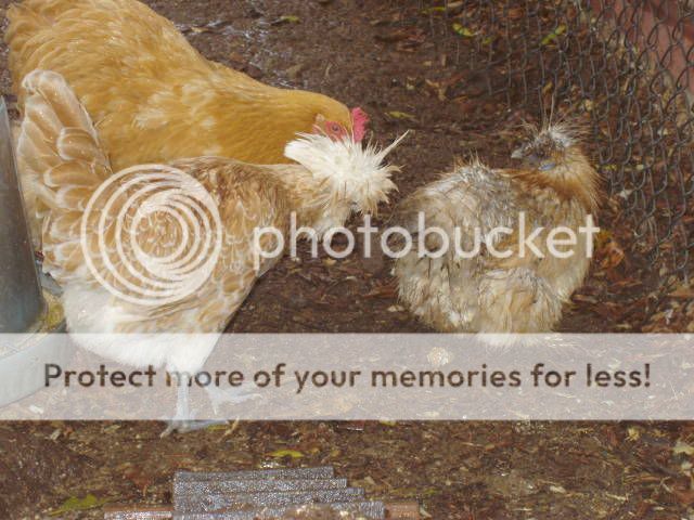 Chickens213.jpg