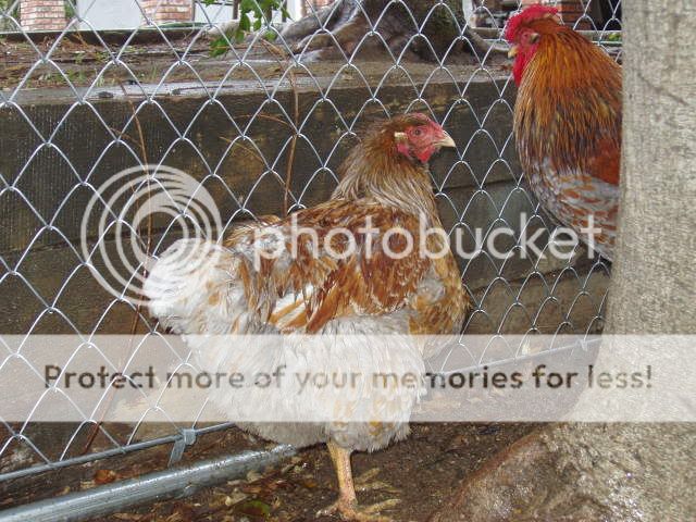 Chickens216.jpg